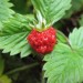 Red-berried American Fragaria vesca