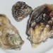 Oysters