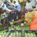 Mangos in Mali