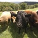 Up close and personal with some fat and friendly beef cattle.