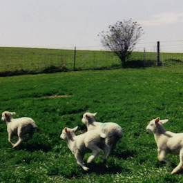 Cavorting lambs