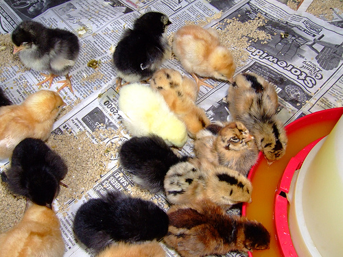 baby chicks pictures. That means aby animals