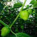 Tomatillos, along with an assortment of other fruits and vegetables, grow along the exterior walls of the Allen Centennial Gardens at the University of Wisconsin-Madison on Aug. 16, 2011. (Photo by Bryce Richter / UW-Madison)