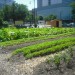 Chicago Lights Urban Farm