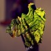Lovely Lettuce