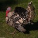 Crown S Ranch Broad-Breasted Bronze Turkey