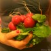 Beets from the Co-op
