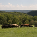 Minnesota Grassfed Beef