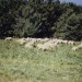 Lambs on Birdsfoot Trefoil