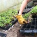 Prep for Transplanting