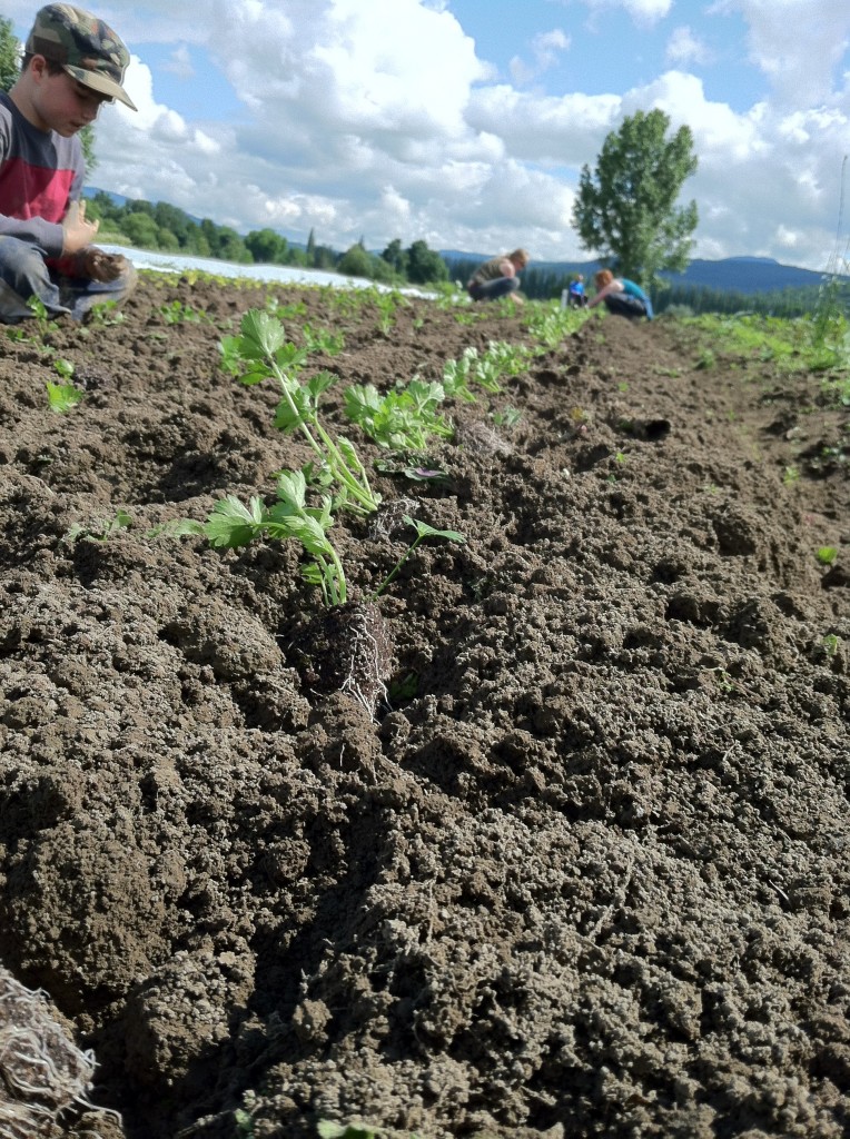 Long Rows to Plant