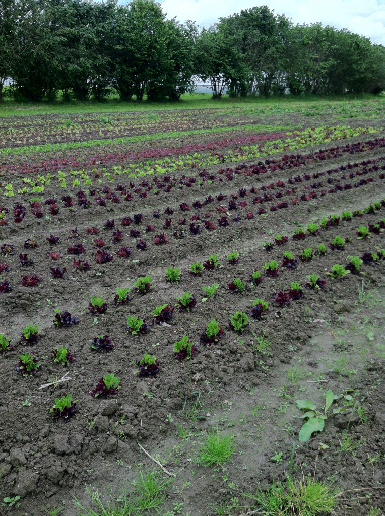 Acres of Greens