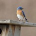 Bluebird