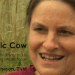 Holistic-Cow
