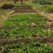 Jamas Garden near Amoud