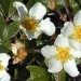 Strawberry Blossoms