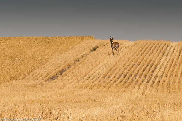 Wildlife In the Wheat Field