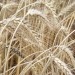 Nash_Grain_Threshing_185