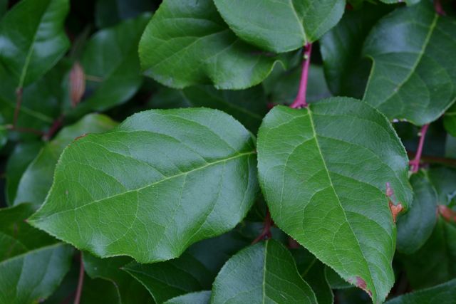 Salal leaves, photo taken at the UW Medicinal Garden