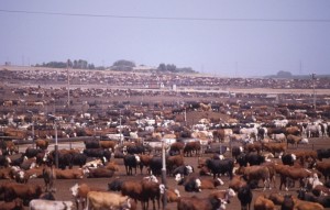 Industrial Feedlot (Flickr Photo Credit: Socially Responsible Agriculture Project, used under Creative Commons License)