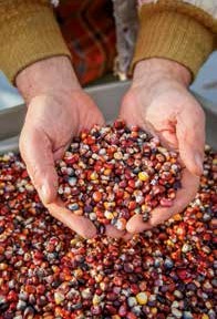 Dave Christensen grows multicolored heirloom corn on 12 different plots scattered across Montana. Mainly dried and ground, the kernels are highly nutritious and chock-full of antioxidants.
