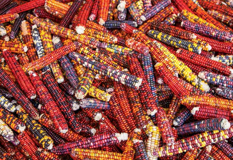 A cornucopia of colors adorn Christensen's Painted Mountain Corn.