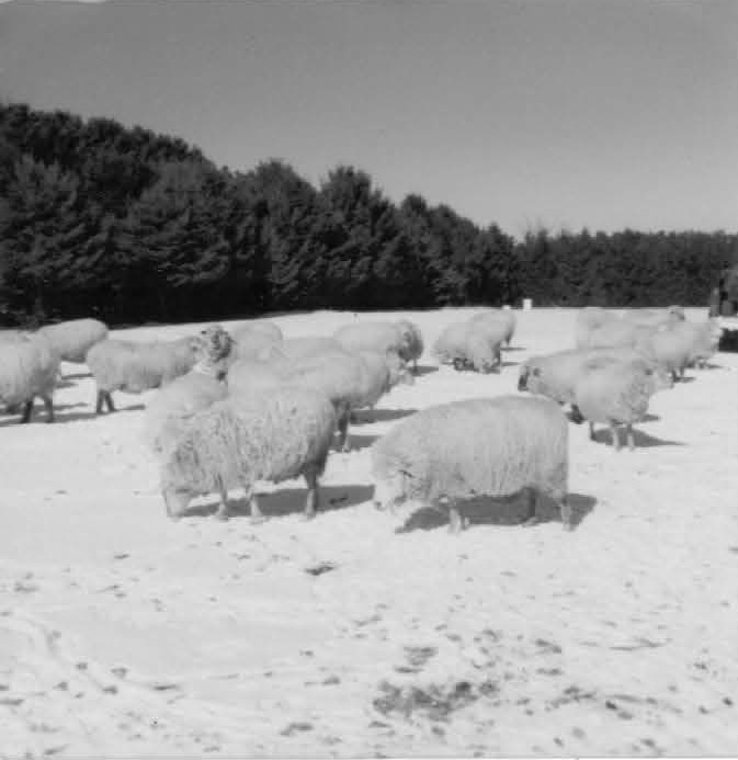 Sheep before winter shearing and lambing.