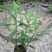 Japanese Ginger (Zingiber Mioga) in a pot