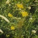 Birdsfoot Trefoil