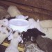Bottle Lamb Feeder