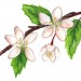 Original drawing by Alyssum Quaglia