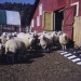 Ewe Lambs Retained For The Flock