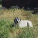 Sheba