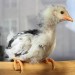 La poulette - at least we hope it is "she"