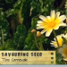 Savoring Seed