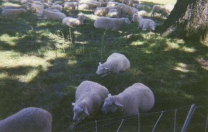 Grazing lambs