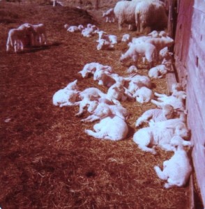 Lambs basking in the sun