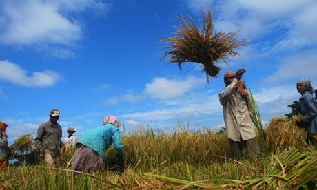 Rice farmers in north India.