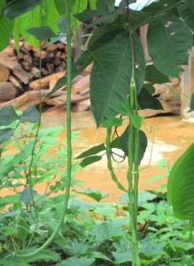 Long Bean - Amazon Jungle, Suriname