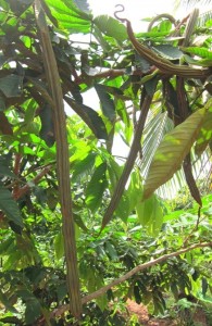 Ice Cream Bean Seed Pod - Amazon Jungle, Suriname