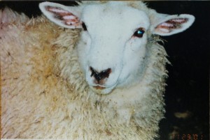 Ewe lamb on her way...
