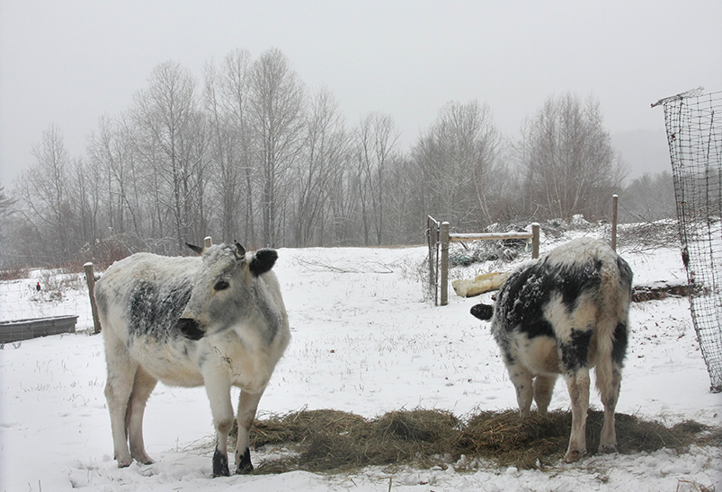 Winter calves