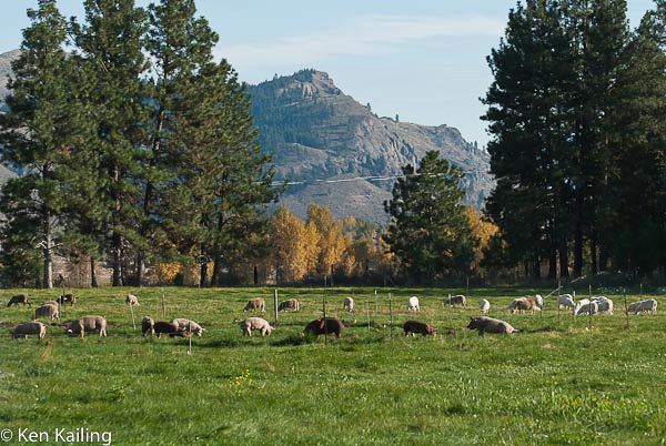 Pigs in the pasture at Crown S Ranch