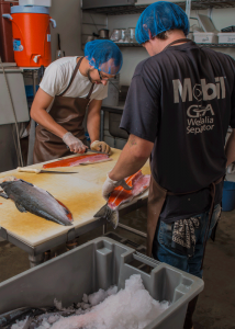 Carefully filleting whole salmon.