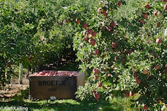 Broetje Orchard, Prescott WA