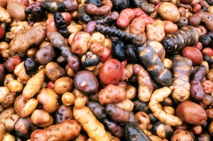 Domestic potato varieties