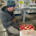 First Fruits of Washington: 223 Million Pounds of Apples, and Counting