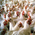 Poultry Farmers Awarded More than $14 Million in Case Against OK Farms