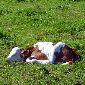 Milk Your Cows at Night – Take Out a Patent on “Nocturnal Milk”