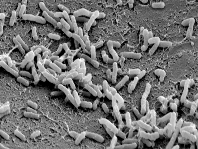 Risky New Opportunity for Feral GMOs